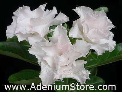 (image for) Adenium Obesum White House 5 Seeds - Click Image to Close